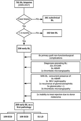 Molecular Fingerprints of Borderline Changes in Kidney Allografts Are Influenced by Donor Category